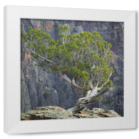 Colorado, Gunnison NP Tree in Black Canyon White Modern Wood Framed Art Print by Paulson, Don