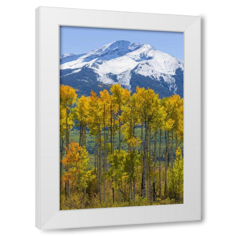 USA, Colorado Fall aspens and mountain White Modern Wood Framed Art Print by Paulson, Don