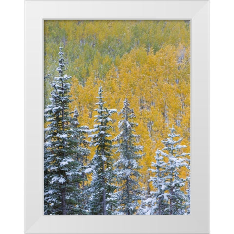 Colorado, Grand Mesa Early snowfall on forest White Modern Wood Framed Art Print by Paulson, Don