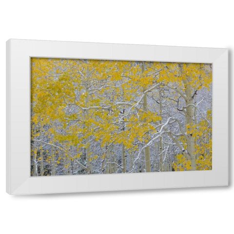 Colorado, Grand Mesa Early snow on aspen trees White Modern Wood Framed Art Print by Paulson, Don