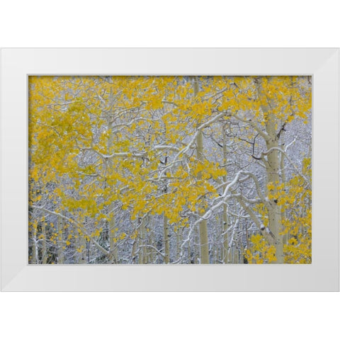 Colorado, Grand Mesa Early snow on aspen trees White Modern Wood Framed Art Print by Paulson, Don
