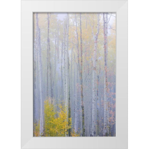 CO, Grand Mesa Composite of foggy aspen forest White Modern Wood Framed Art Print by Paulson, Don