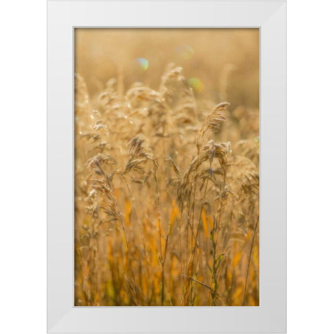 Colorado, Gunnison NP Close-up of golden grasses White Modern Wood Framed Art Print by Paulson, Don