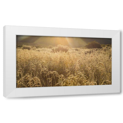 Colorado Sunlight on fall grasses White Modern Wood Framed Art Print by Paulson, Don