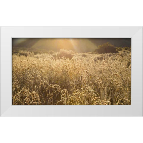 Colorado Sunlight on fall grasses White Modern Wood Framed Art Print by Paulson, Don
