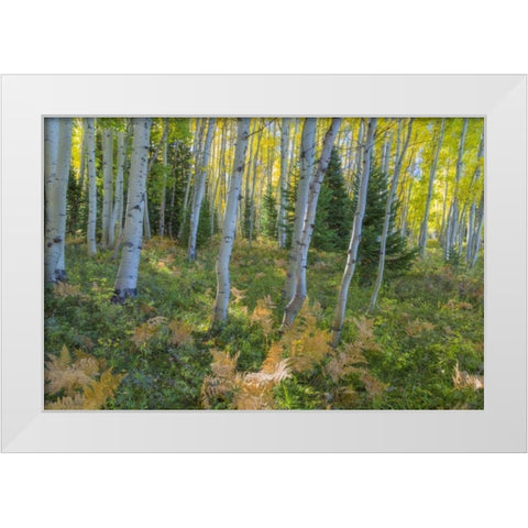 Colorado Scenic of aspen forest White Modern Wood Framed Art Print by Paulson, Don