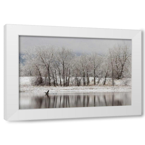 CO, Boulder Canadian geese taking flight White Modern Wood Framed Art Print by Bush, Marie