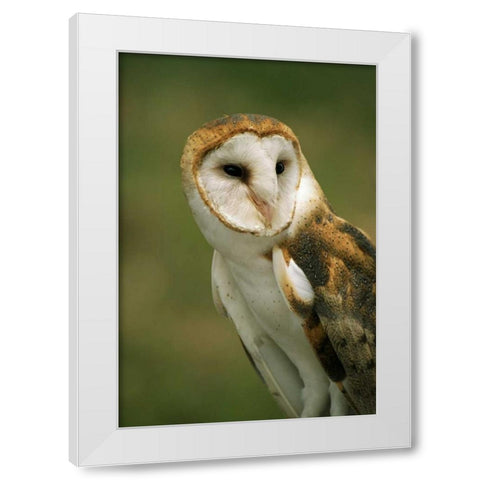 CO, Broomfield Portrait of a Barn owl White Modern Wood Framed Art Print by Bush, Marie