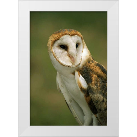 CO, Broomfield Portrait of a Barn owl White Modern Wood Framed Art Print by Bush, Marie