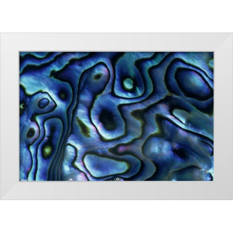 USA, Colorado, Lafayette Abalone shell close-up White Modern Wood Framed Art Print by Bush, Marie
