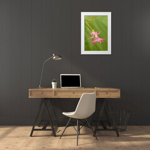 Colorado, Lafayette Christmas cactus flower White Modern Wood Framed Art Print by Bush, Marie