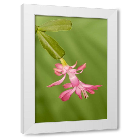 Colorado, Lafayette Christmas cactus flower White Modern Wood Framed Art Print by Bush, Marie