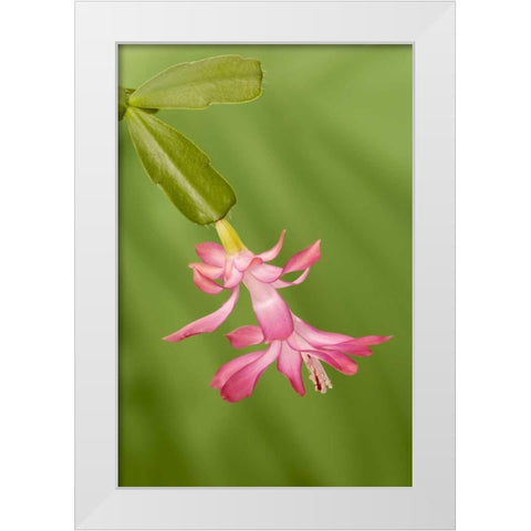 Colorado, Lafayette Christmas cactus flower White Modern Wood Framed Art Print by Bush, Marie