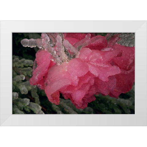 USA, Colorado, Lafayette Ice on pink rose White Modern Wood Framed Art Print by Bush, Marie