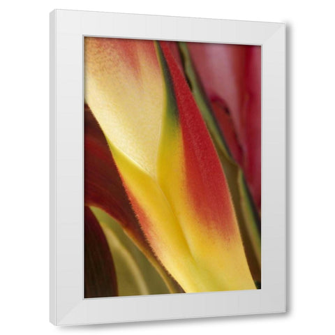 USA, Colorado, Lafayette, heliconia close-up White Modern Wood Framed Art Print by Bush, Marie