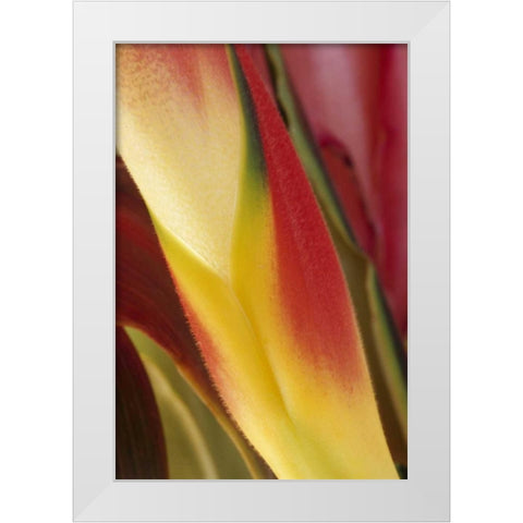 USA, Colorado, Lafayette, heliconia close-up White Modern Wood Framed Art Print by Bush, Marie
