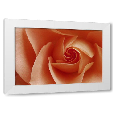 USA, Colorado, Lafayette Peach rose close-up White Modern Wood Framed Art Print by Bush, Marie