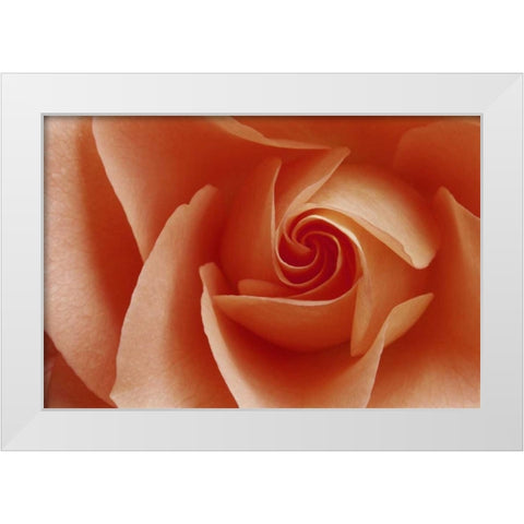 USA, Colorado, Lafayette Peach rose close-up White Modern Wood Framed Art Print by Bush, Marie