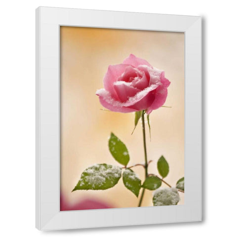 Colorado, Lafayette Snow flakes on pink rose White Modern Wood Framed Art Print by Bush, Marie