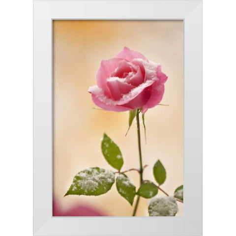 Colorado, Lafayette Snow flakes on pink rose White Modern Wood Framed Art Print by Bush, Marie