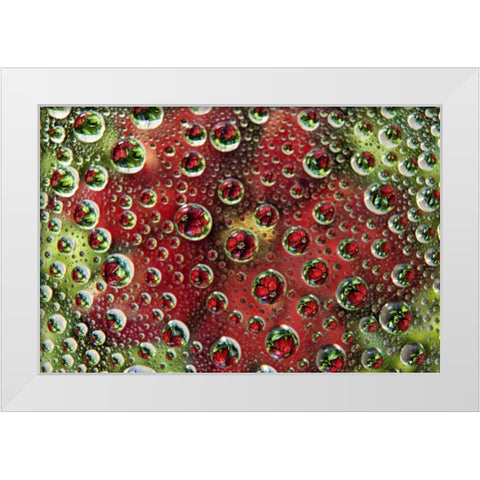 Colorado, Lafayette Abstract Water bubbles White Modern Wood Framed Art Print by Bush, Marie