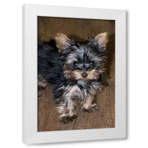 USA, Colorado, Longmont Mixed breed puppy White Modern Wood Framed Art Print by Bush, Marie