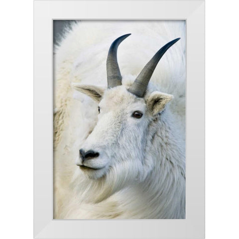 CO, Mount Evans Recreation Area Mountain goat White Modern Wood Framed Art Print by Bush, Marie