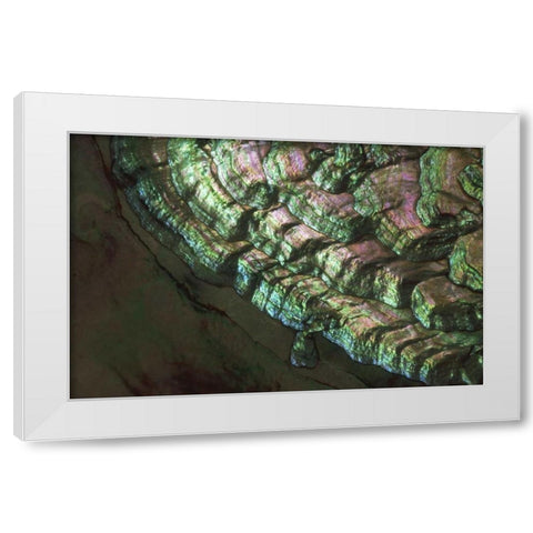 USA, Colorado, Lafayette Abalone shell close-up White Modern Wood Framed Art Print by Bush, Marie
