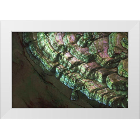 USA, Colorado, Lafayette Abalone shell close-up White Modern Wood Framed Art Print by Bush, Marie