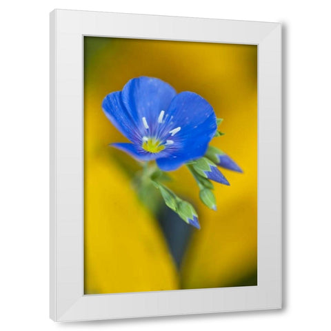 USA, Colorado Close-up of cranesbill geranium White Modern Wood Framed Art Print by Rotenberg, Nancy