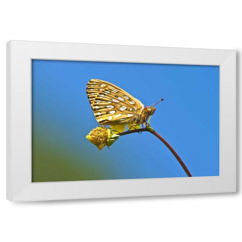 USA, Colorado Skipper butterfly on flower stem White Modern Wood Framed Art Print by Rotenberg, Nancy