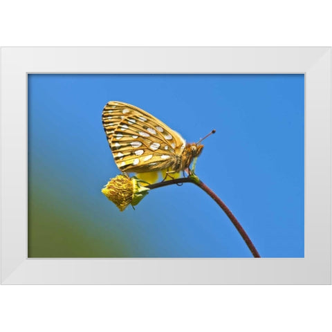 USA, Colorado Skipper butterfly on flower stem White Modern Wood Framed Art Print by Rotenberg, Nancy