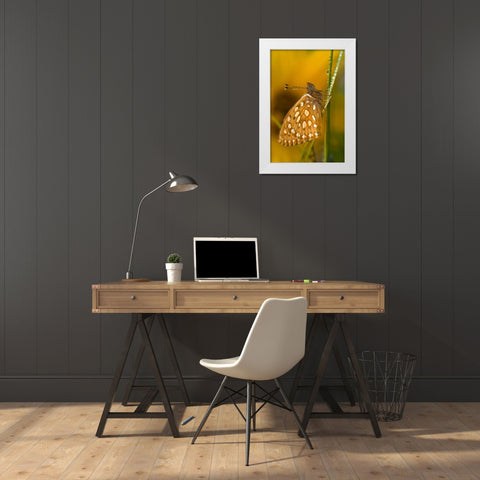 USA, Colorado Skipper butterfly on dewy grasses White Modern Wood Framed Art Print by Rotenberg, Nancy