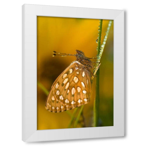USA, Colorado Skipper butterfly on dewy grasses White Modern Wood Framed Art Print by Rotenberg, Nancy