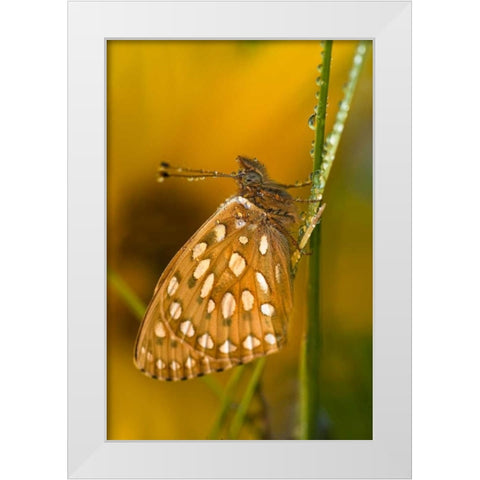 USA, Colorado Skipper butterfly on dewy grasses White Modern Wood Framed Art Print by Rotenberg, Nancy