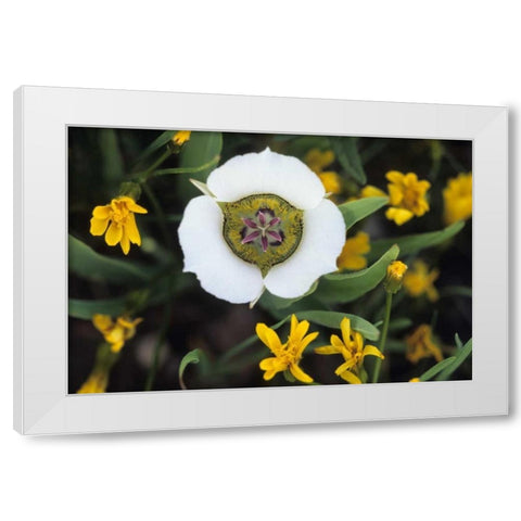 Colorado Mariposa tulip and mountain wildflowers White Modern Wood Framed Art Print by Rotenberg, Nancy
