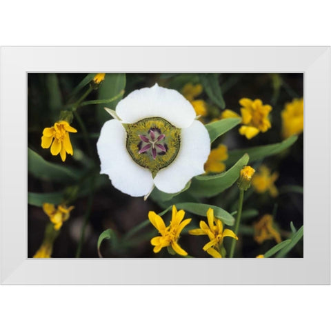 Colorado Mariposa tulip and mountain wildflowers White Modern Wood Framed Art Print by Rotenberg, Nancy