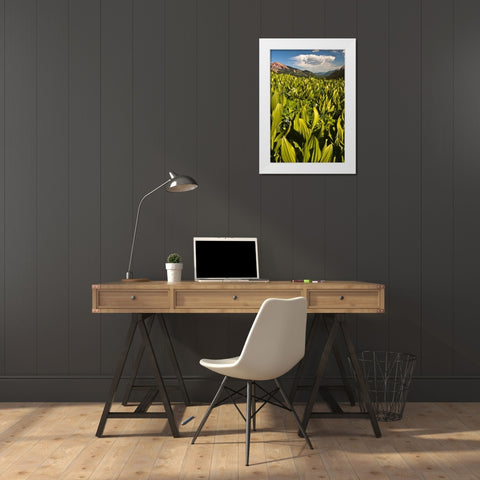 CO, Crested Butte Corn lily field and flowers White Modern Wood Framed Art Print by Rotenberg, Nancy