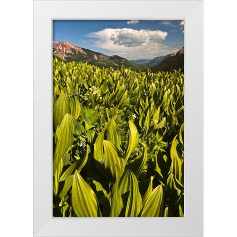CO, Crested Butte Corn lily field and flowers White Modern Wood Framed Art Print by Rotenberg, Nancy
