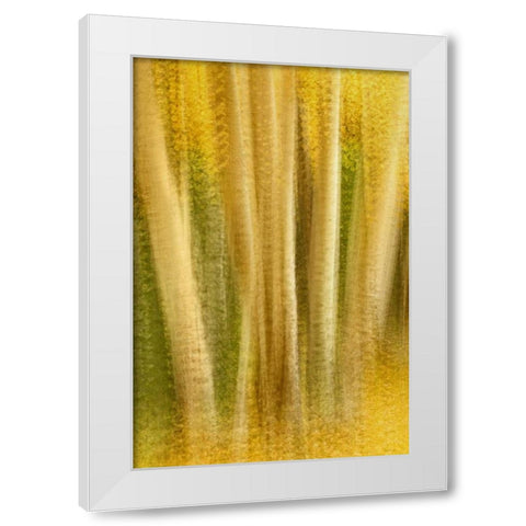 Colorado, San Juan Mountains Aspen tree abstract White Modern Wood Framed Art Print by Bush, Marie