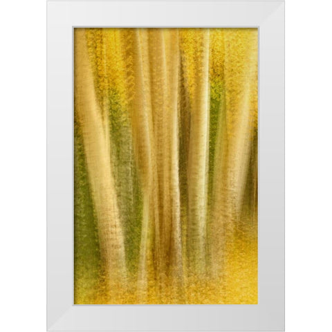 Colorado, San Juan Mountains Aspen tree abstract White Modern Wood Framed Art Print by Bush, Marie