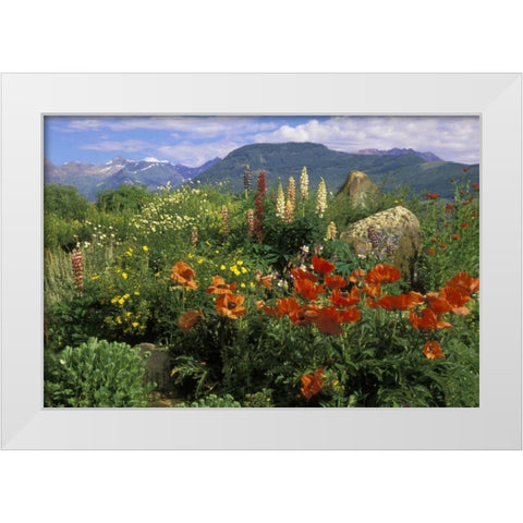 CO, Crested Butte Wildflowers in mountain garden White Modern Wood Framed Art Print by Rotenberg, Nancy