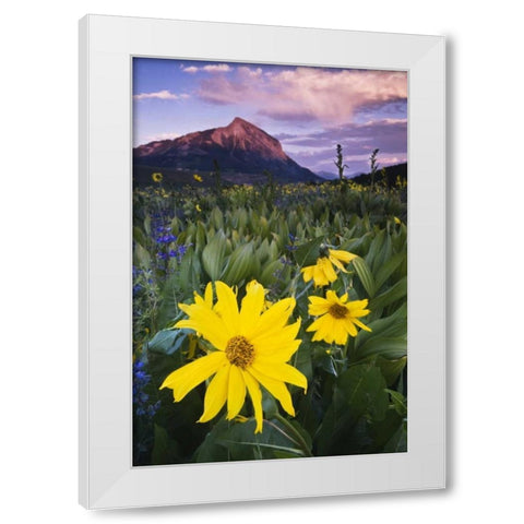 CO, Mt Crested Butte Meadow flowers at sunset White Modern Wood Framed Art Print by Rotenberg, Nancy