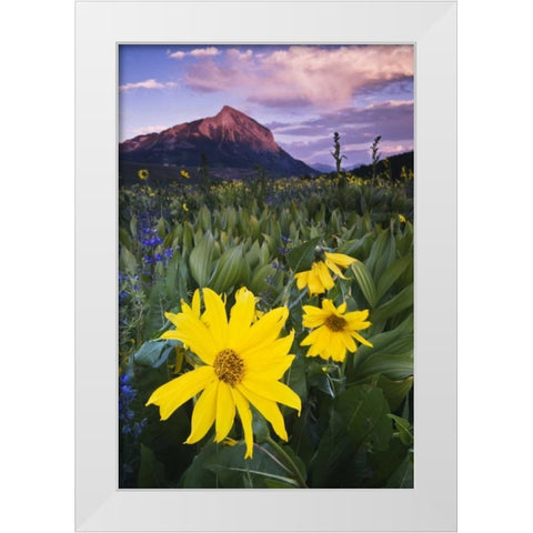 CO, Mt Crested Butte Meadow flowers at sunset White Modern Wood Framed Art Print by Rotenberg, Nancy