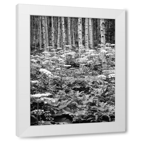 CO, Rocky Mts Cow parsnip grows in aspen grove White Modern Wood Framed Art Print by Flaherty, Dennis