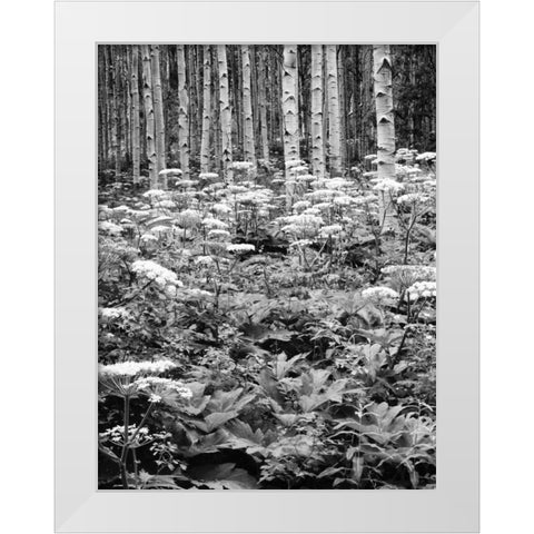 CO, Rocky Mts Cow parsnip grows in aspen grove White Modern Wood Framed Art Print by Flaherty, Dennis