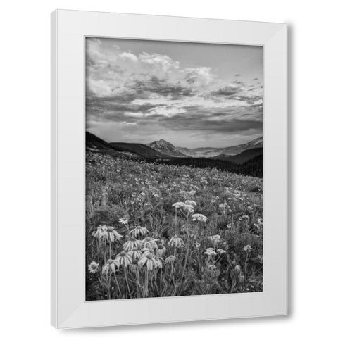 Colorado, Crested Butte flowers cover hillside White Modern Wood Framed Art Print by Flaherty, Dennis