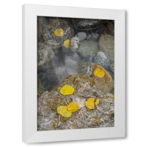 Colorado, Pike NF Aspen leaves on icy rocks White Modern Wood Framed Art Print by Grall, Don