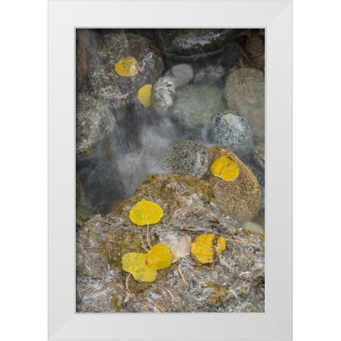 Colorado, Pike NF Aspen leaves on icy rocks White Modern Wood Framed Art Print by Grall, Don