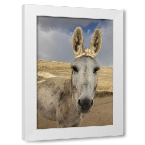USA, Colorado, South Park Close-up of wild burro White Modern Wood Framed Art Print by Grall, Don